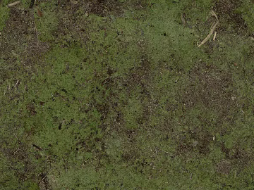 moss texture (ID:ffacg62658)