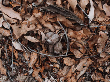 fallen leaves texture (ID:ffagg06018)