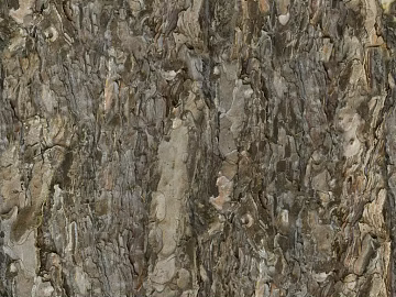 bark texture (ID:ffacg64818)