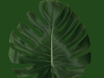 leaves texture (ID:ffaeg78299)