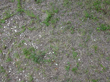 Grassland texture (ID:ffaeg24373)
