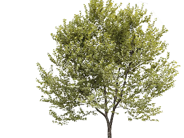 turquoise tree landscaping texture (ID:ffaeh209686)