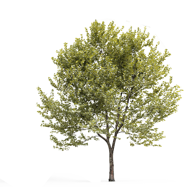 turquoise tree landscaping texture