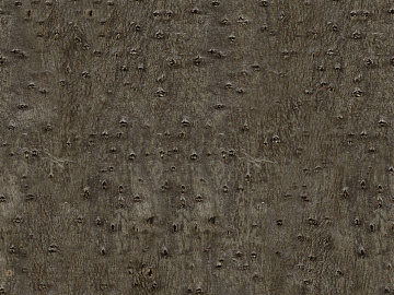 ancient tree bark texture (ID:ffacg53030)