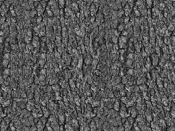 black and white bark texture (ID:ffabf7069)