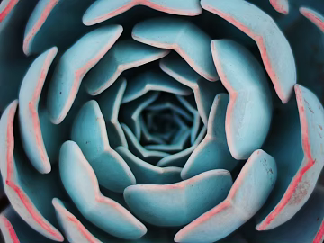 succulents texture (ID:ffabg90299)