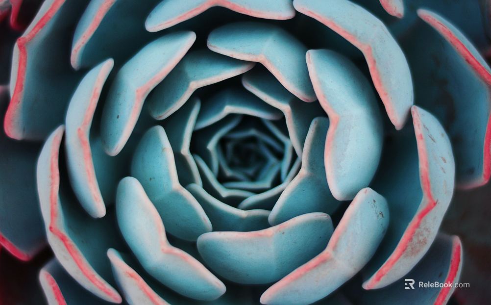 succulents texture