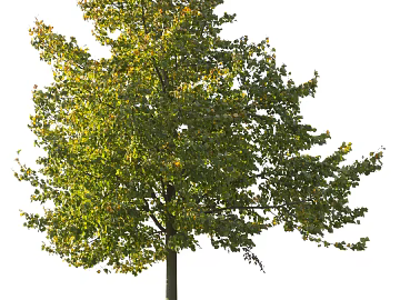 Trees Autumn Trees Big Trees Small Trees Commercial Trees Roadside Trees Community Greening texture (ID:ffach114443)