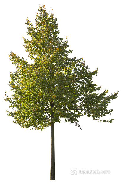 Trees Autumn Trees Big Trees Small Trees Commercial Trees Roadside Trees Community Greening texture
