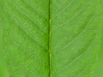 leaves texture (ID:ffaeg73186)