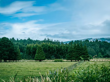 oozing oxygen green mist qingyun flocculant white pastoral poetics daytime outdoor forest location texture (ID:ffach767263)
