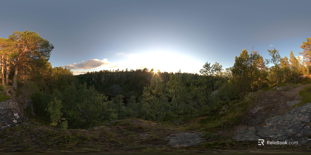 Wild Forest Sunrise Daytime HDR texture