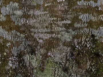 Brown green with moss bark wall decoration texture (ID:ffaeh173776)