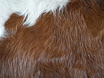 animal fur texture (ID:ffagg41530)