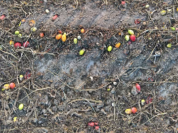 Sandy soil road ground texture (ID:ffach912271)