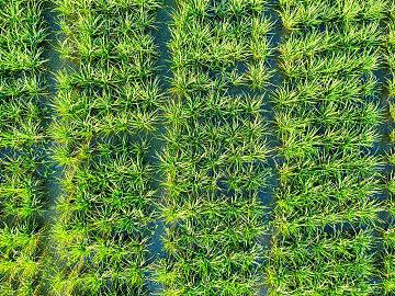 Plants texture (ID:ffagg77173)