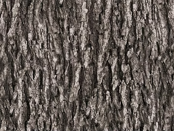 bark 3d model