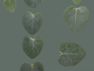 leaves texture (ID:ffacf2473)