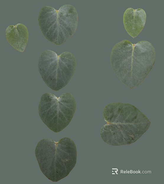 leaves texture