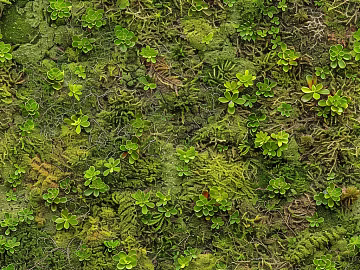 moss texture (ID:ffach484565)
