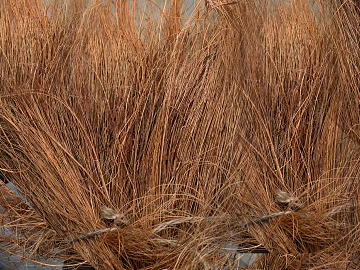 Thatch texture (ID:ffacg16765)