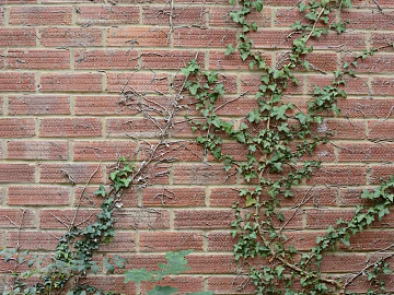 Plant wall texture (ID:ffabg31982)