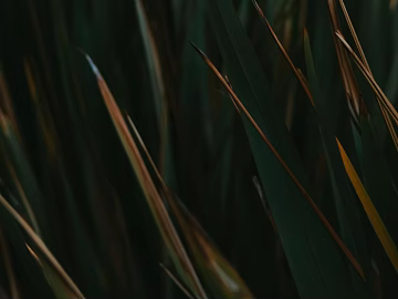Plants 3d model