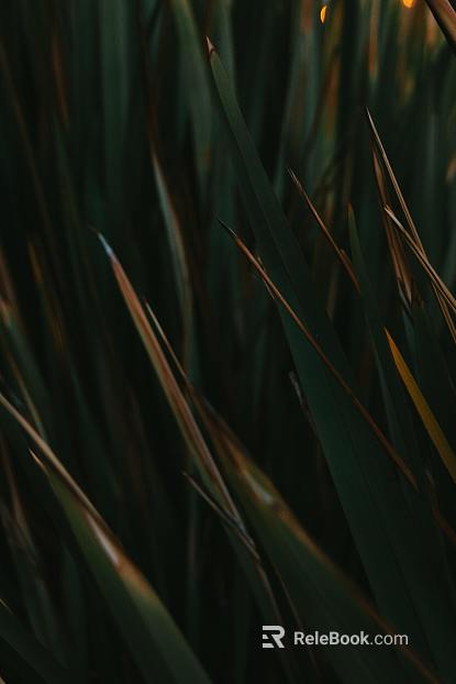 Plants texture