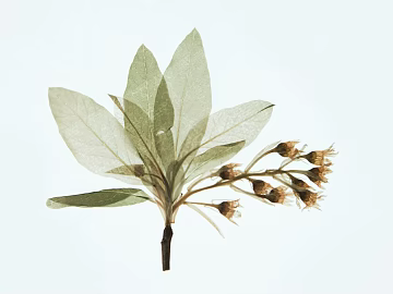 Plants texture (ID:ffacg57905)