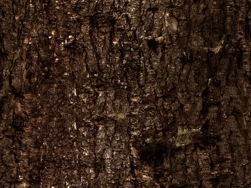 Dark brown bark natural decorative surface texture (ID:ffaeh196532)