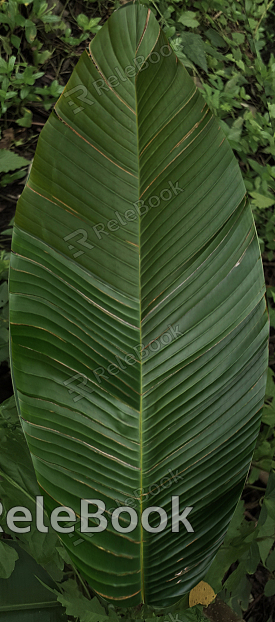 A dense cluster of lush, green leaves with vibrant hues, forming a textured, overlapping canopy. The edges are slightly curled, showcasing the natural beauty and depth of the foliage.