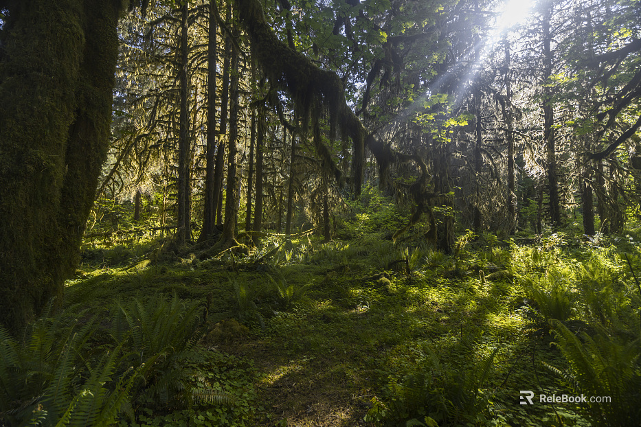 Forest texture