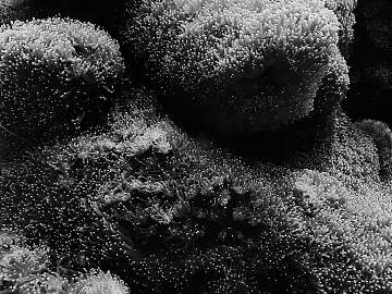 black and white painting texture (ID:ffabg60432)