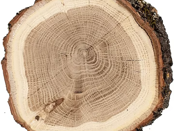 Log color tree ring table top decoration texture (ID:ffaeh128166)
