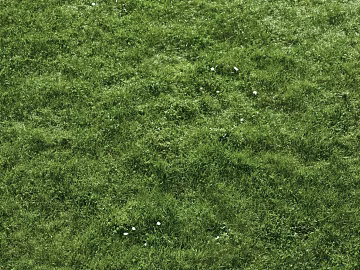 Turf texture (ID:ffagg47405)