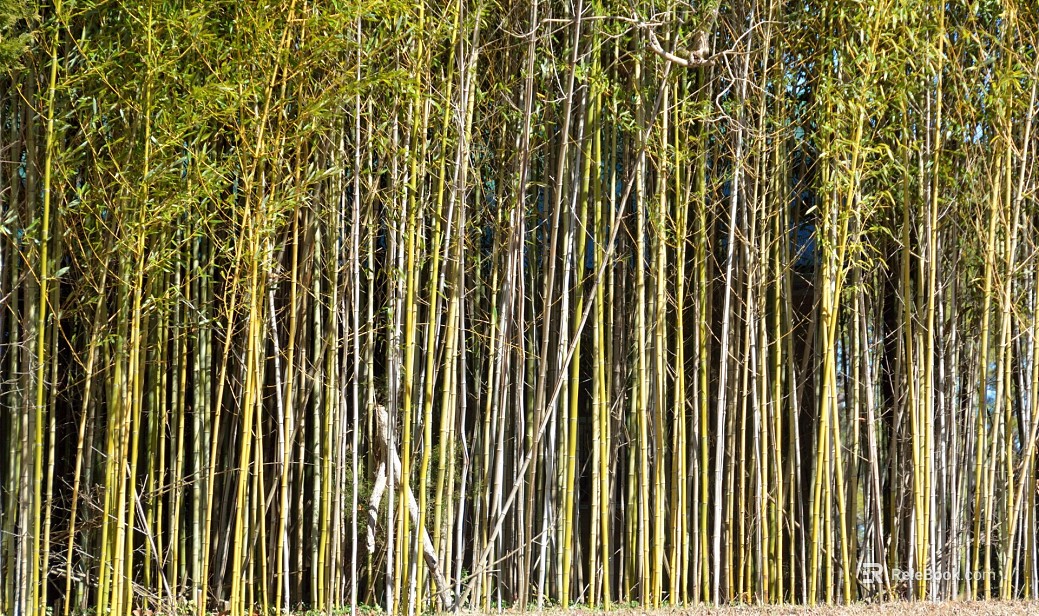 Bamboo texture