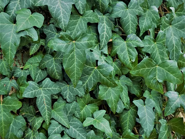 Plants texture (ID:ffabg39629)