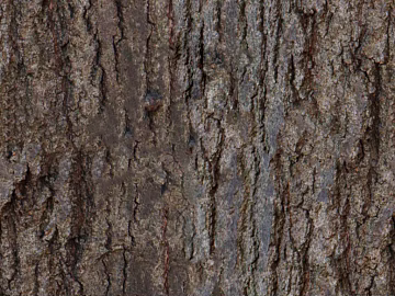 bark texture (ID:ffajg59163)