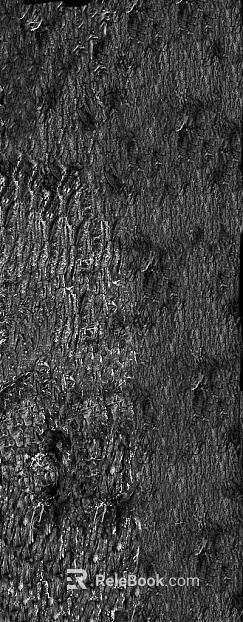 bark texture