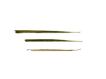 Leaf PBR texture (ID:ffach815351)