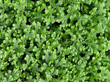 Plants texture (ID:ffagg06698)