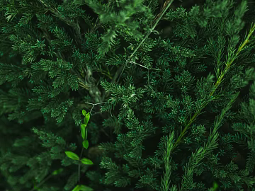 Plant painting texture (ID:ffabg35132)
