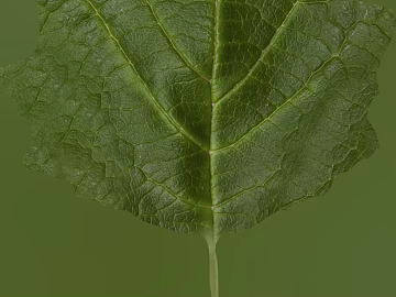 leaves texture (ID:ffagg33365)