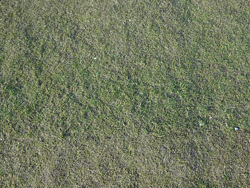 Turf texture (ID:ffaeg88138)
