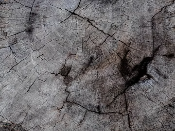 annual rings texture (ID:ffagg71038)