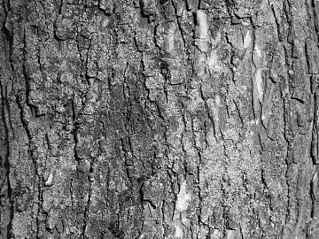 Black and White Bump texture (ID:ffabf0753)