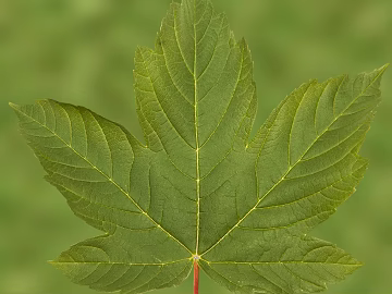 leaves texture (ID:ffaag38871)