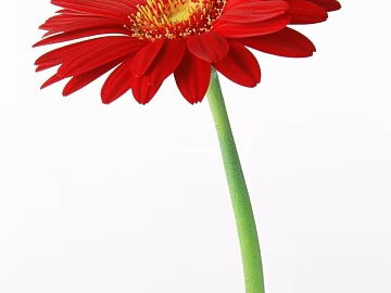Flowers texture (ID:ffacg49779)