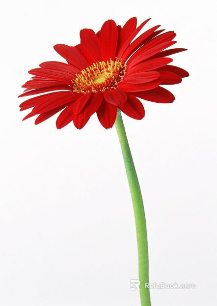 Flowers texture