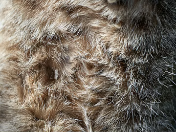 animal fur texture (ID:ffabg64529)